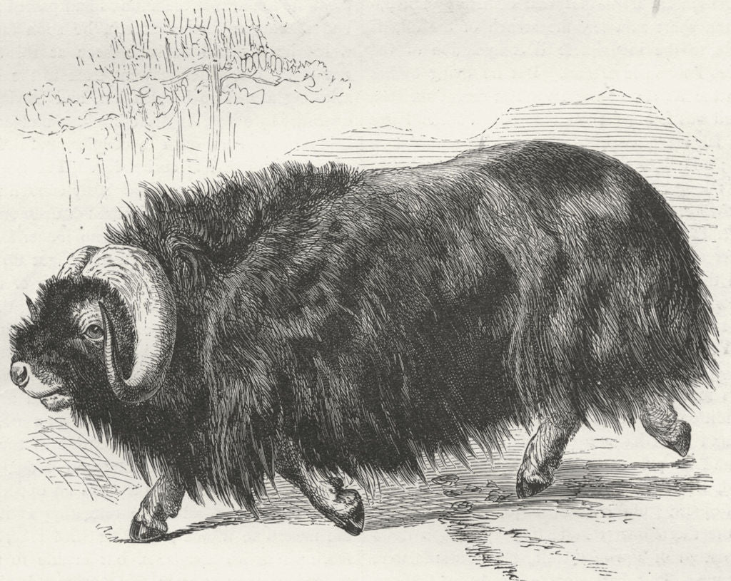 OXEN. Ovibos Moschatus 1880 old antique vintage print picture